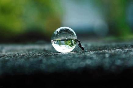 ant rolling water drop